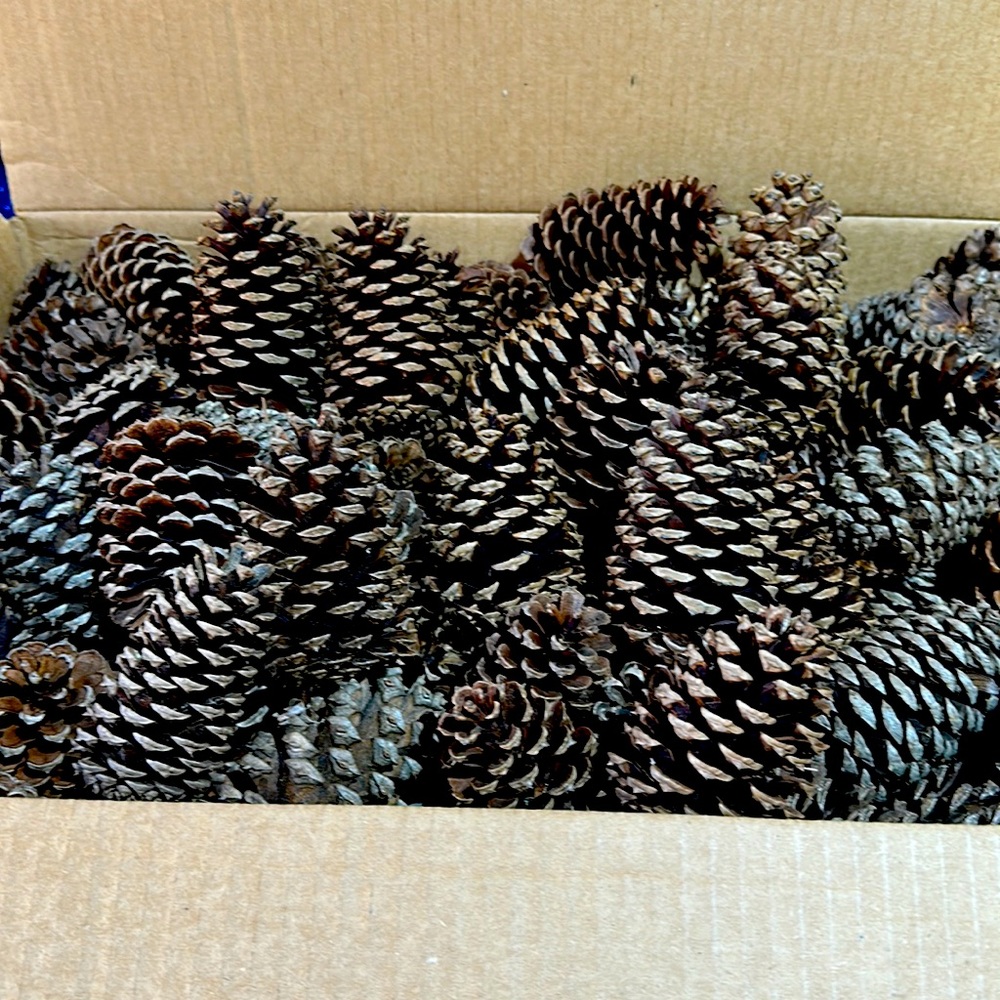 COPY - 5 lb box of Pine Cones from our farm; sizes range from 3” to 5”….